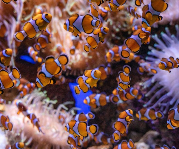 SOGGIORNO MARE MARSA ALAM | 20 – 27 settembre 2026